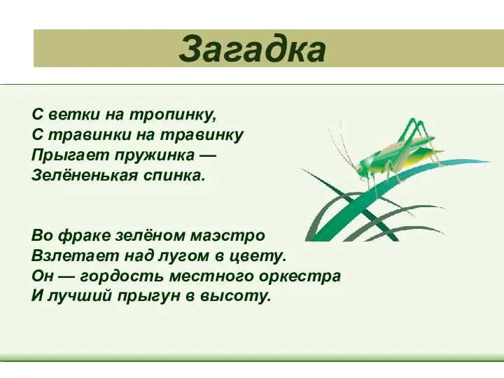 Загадка С ветки на тропинку, С травинки на травинку Прыгает пружинка —