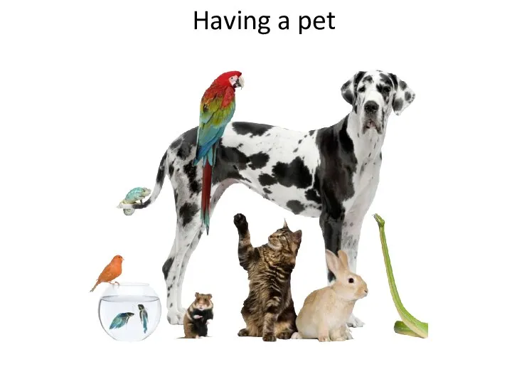 Having a pet