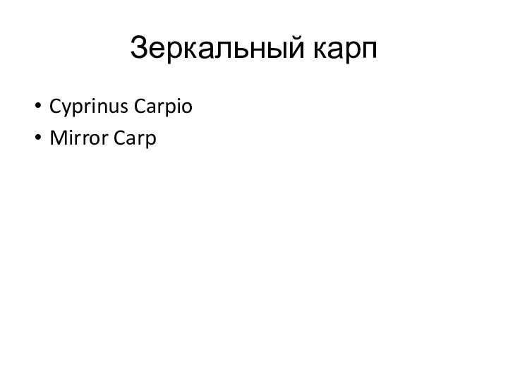 Зеркальный карп Cyprinus Carpio Mirror Carp