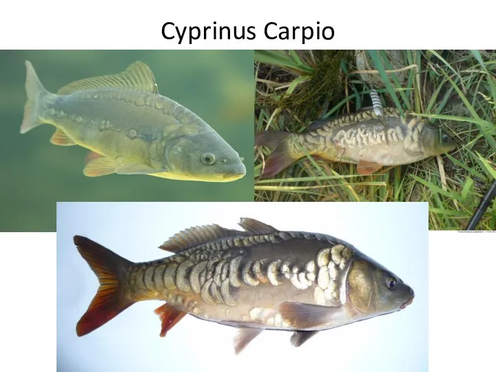 Cyprinus Carpio Картинка (можно 2-3)