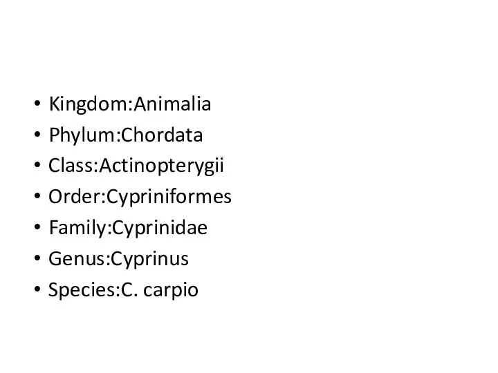 Kingdom:Animalia Phylum:Chordata Class:Actinopterygii Order:Cypriniformes Family:Cyprinidae Genus:Cyprinus Species:C. carpio