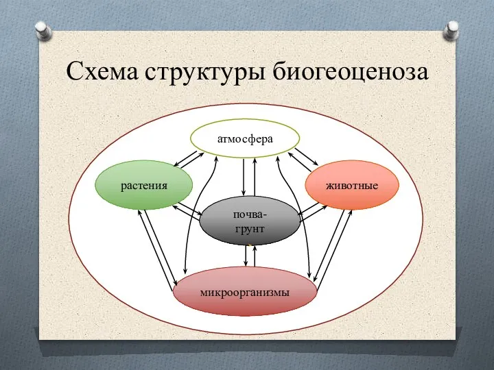 Схема структуры биогеоценоза атмосфера растения животные почва-грунт микроорганизмы