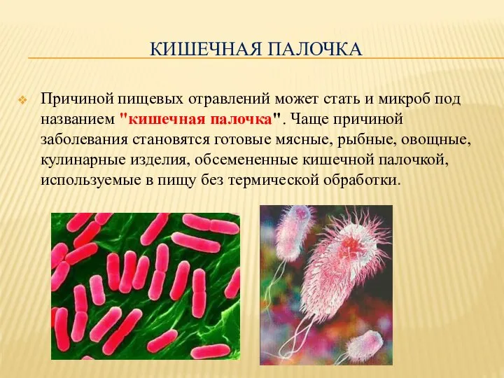 КИШЕЧНАЯ ПАЛОЧКА Причиной пищевых отравлений может стать и микроб под названием "кишечная