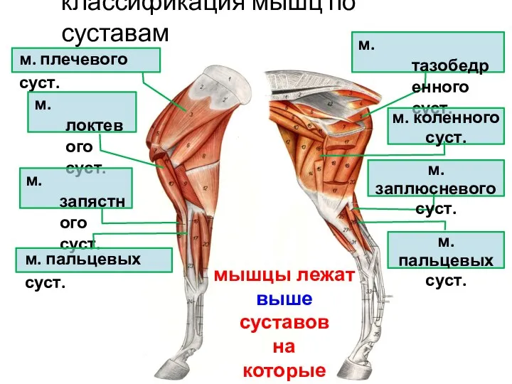 классификация мышц по суставам м. плечевого суст. м. локтевого суст. м. запястного
