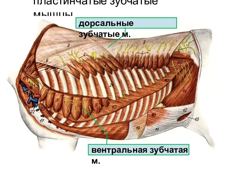 пластинчатые зубчатые мышцы дорсальные зубчатые м. вентральная зубчатая м.