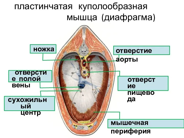 пластинчатая куполообразная мышца (диафрагма) сухожильный центр мышечная периферия ножка отверстие аорты отверстие пищевода отверстие полой вены