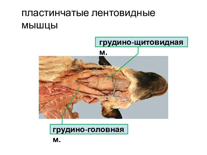 пластинчатые лентовидные мышцы грудино-головная м. грудино-щитовидная м.