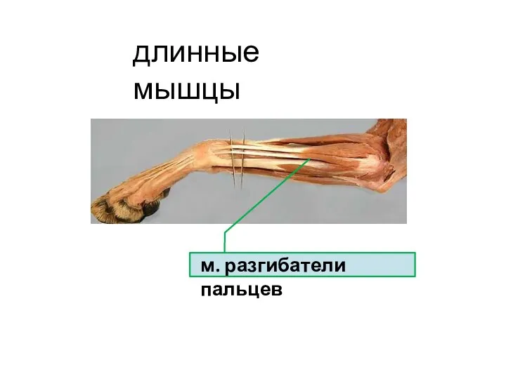 длинные мышцы м. разгибатели пальцев