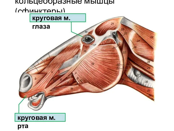 кольцеобразные мышцы (сфинктеры) круговая м. рта круговая м. глаза