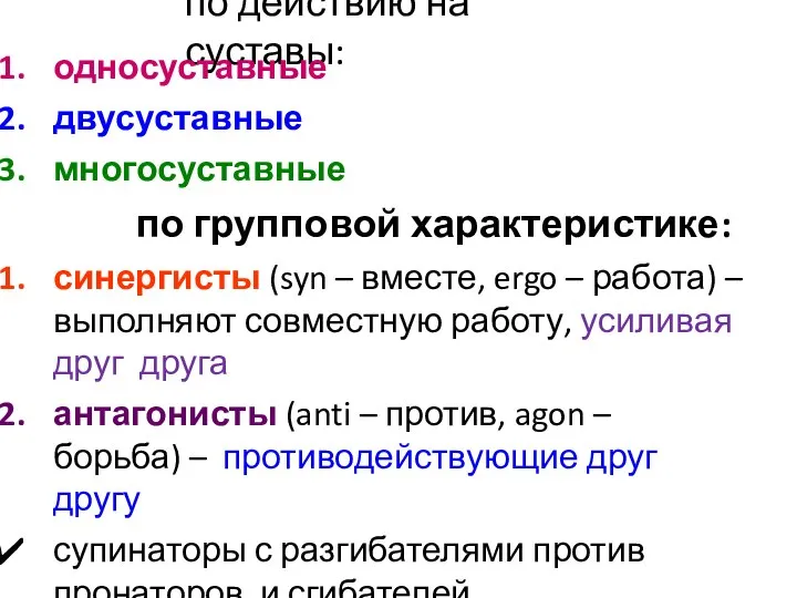 по действию на суставы: односуставные двусуставные многосуставные по групповой характеристике: синергисты (syn