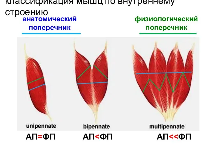 классификация мышц по внутреннему строению анатомический поперечник физиологический поперечник АП=ФП АП АП