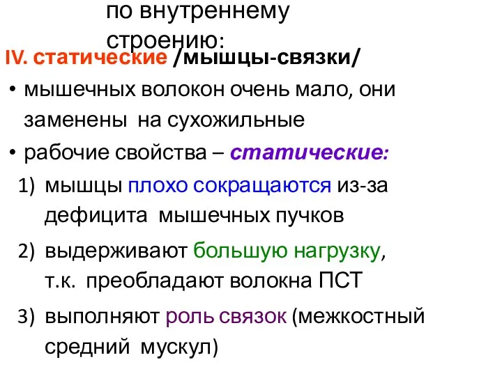 по внутреннему строению: IV. статические /мышцы-связки/ мышечных волокон очень мало, они заменены