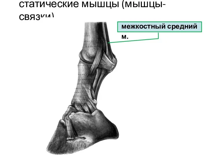 статические мышцы (мышцы-связки) межкостный средний м.