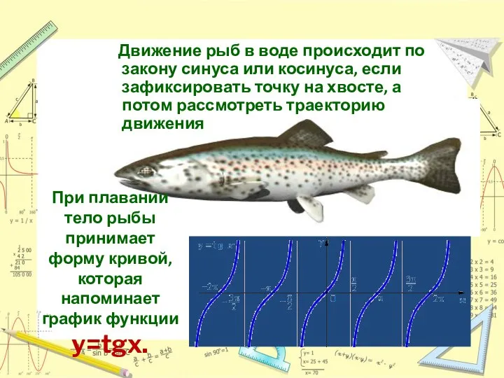 Движение рыб в воде происходит по закону синуса или косинуса, если зафиксировать