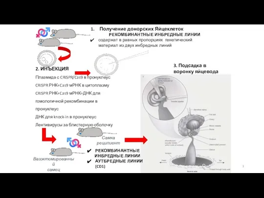 2. ИНЪЕКЦИЯ Плазмида с CRISPR/Cas9 в пронуклеус CRISPR РНК+Cas9 мРНК в цитоплазму