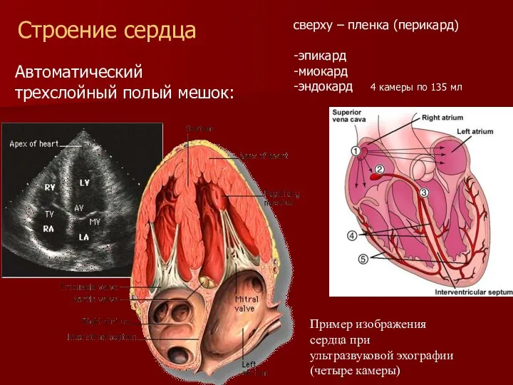Пример изображения сердца при ультразвуковой эхографии (четыре камеры) Строение сердца Автоматический трехслойный