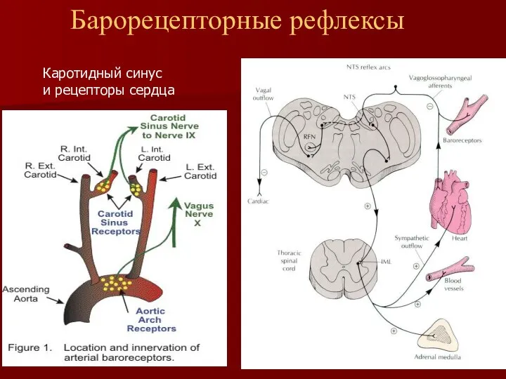Барорецепторные рефлексы Каротидный синус и рецепторы сердца