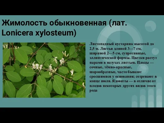 Жимолость обыкновенная (лат. Lonicera xylosteum) Листопадный кустарник высотой до 2,5 м. Листья