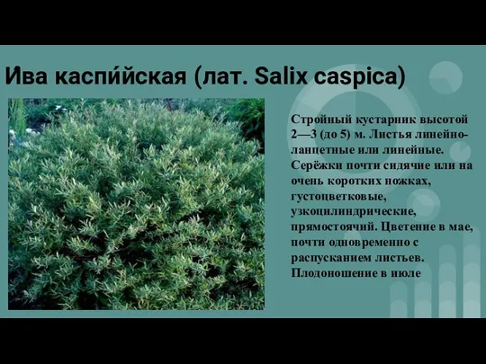 И́ва каспи́йская (лат. Salix caspica) Стройный кустарник высотой 2—3 (до 5) м.