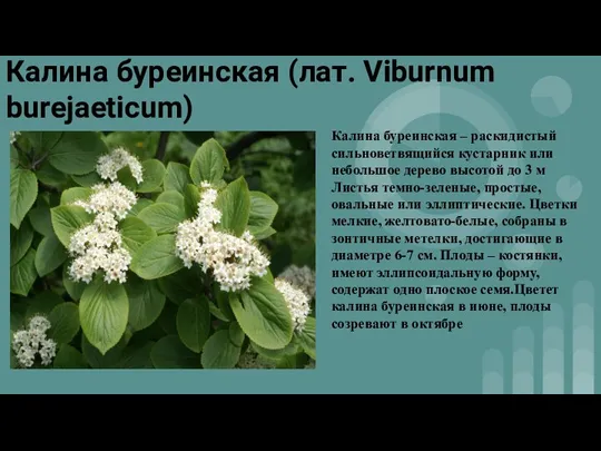 Калина буреинская (лат. Viburnum burejaeticum) Калина буреинская – раскидистый сильноветвящийся кустарник или