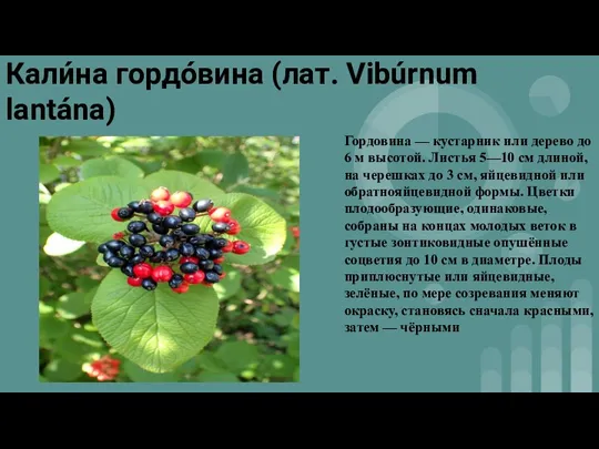 Кали́на гордо́вина (лат. Vibúrnum lantána) Гордовина — кустарник или дерево до 6