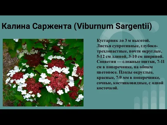 Калина Саржента (Viburnum Sargentii) Кустарник до 3 м высотой. Листья супротивные, глубоко-трехлопастные,