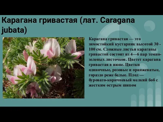 Карагана гривастая (лат. Caragana jubata) Карагана гривастая — это зимостойкий кустарник высотой