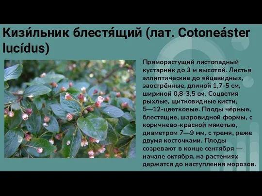 Кизи́льник блестя́щий (лат. Cotoneáster lucídus) Пряморастущий листопадный кустарник до 3 м высотой.