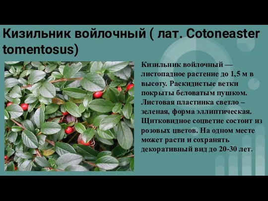 Кизильник войлочный ( лат. Cotoneaster tomentosus) Кизильник войлочный — листопадное растение до