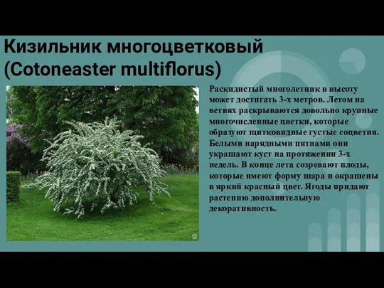 Кизильник многоцветковый (Cotoneaster multiflorus) Раскидистый многолетник в высоту может достигать 3-х метров.