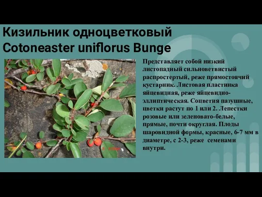 Кизильник одноцветковый Cotoneaster uniflorus Bunge Представляет собой низкий листопадный сильноветвистый распростертый, реже