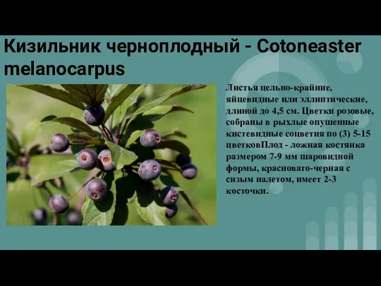 Кизильник черноплодный - Cotoneaster melanocarpus Листья цельно-крайние, яйцевидные или эллиптические, длиной до