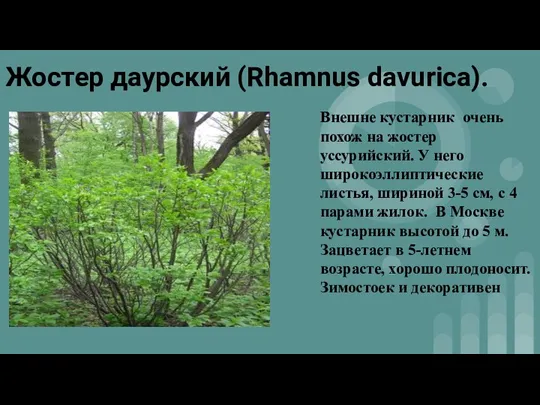 Жостер даурский (Rhamnus davurica). Внешне кустарник очень похож на жостер уссурийский. У