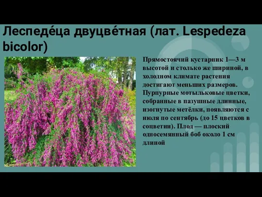 Леспеде́ца двуцве́тная (лат. Lespedeza bicolor) Прямостоячий кустарник 1—3 м высотой и столько