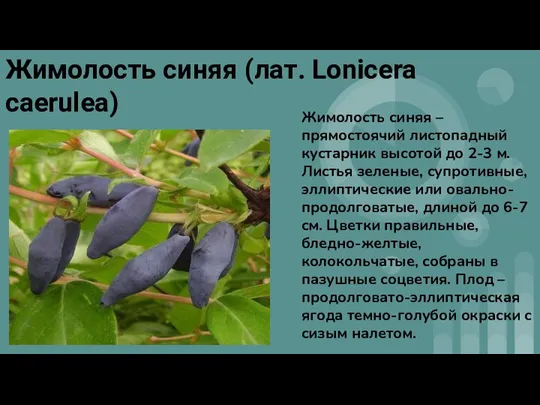 Жимолость синяя (лат. Lonicera caerulea) Жимолость синяя – прямостоячий листопадный кустарник высотой