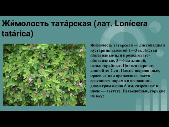 Жи́молость тата́рская (лат. Lonícera tatárica) Жимолость татарская — листопадный кустарник высотой 1—3