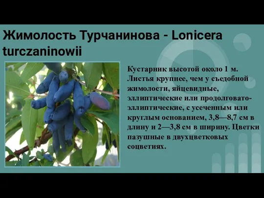Жимолость Турчанинова - Lonicera turczaninowii Кустарник высотой около 1 м. Листья крупнее,
