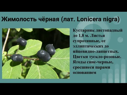 Жимолость чёрная (лат. Lonicera nigra) Кустарник листопадный до 1,8 м. Листья супротивные,
