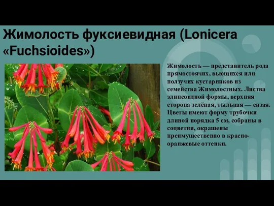 Жимолость фуксиевидная (Lonicera «Fuchsioides») Жимолость — представитель рода прямостоячих, вьющихся или ползучих