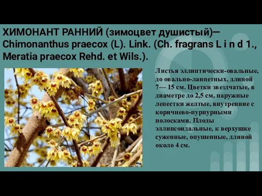 ХИМОНАНТ РАННИЙ (зимоцвет душистый)— Chimonanthus praecox (L). Link. (Ch. fragrans L i