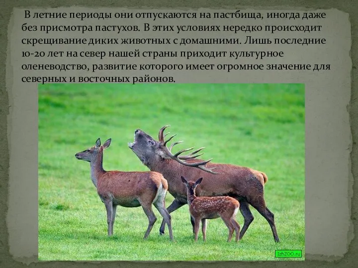 В летние периоды они отпускаются на пастбища, иногда даже без присмотра пастухов.