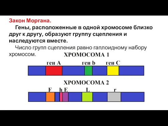 Закон Моргана. Гены, расположенные в одной хромосоме близко друг к другу, образуют