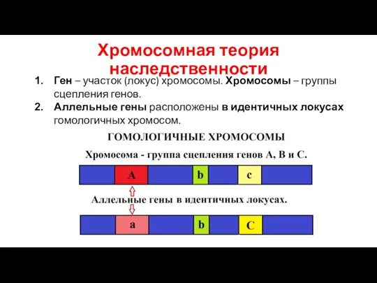Хромосомная теория наследственности Ген – участок (локус) хромосомы. Хромосомы – группы сцепления