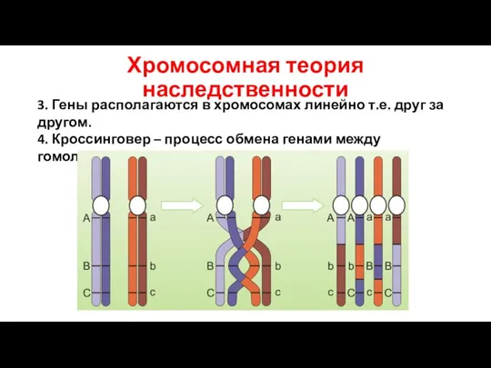 Хромосомная теория наследственности 3. Гены располагаются в хромосомах линейно т.е. друг за