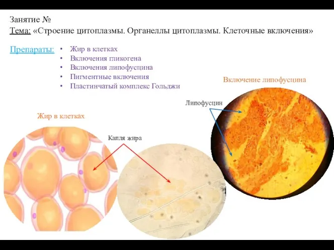 Занятие № Тема: «Строение цитоплазмы. Органеллы цитоплазмы. Клеточные включения» Препараты: Жир в