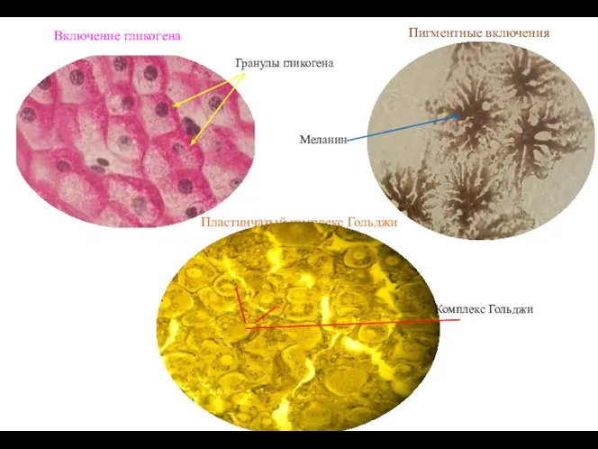Включение гликогена Пигментные включения Пластинчатый комплекс Гольджи Комплекс Гольджи Гранулы гликогена