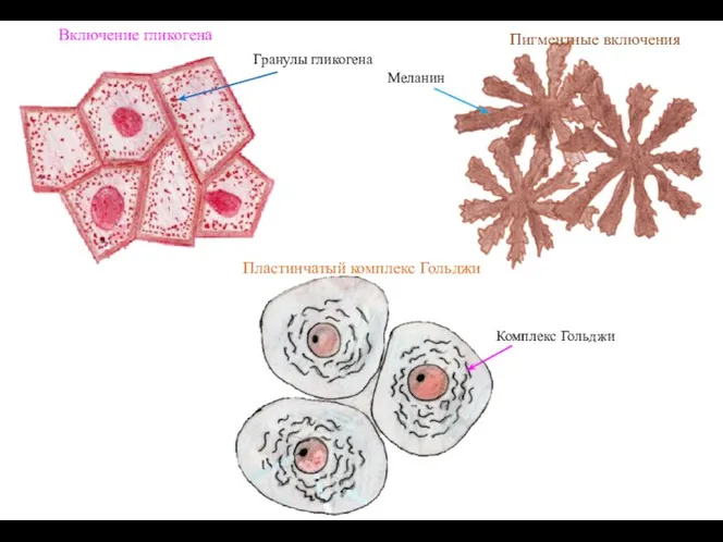 Включение гликогена Пигментные включения Пластинчатый комплекс Гольджи Гранулы гликогена Комплекс Гольджи Меланин