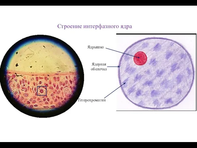 Строение интерфазного ядра Ядрышко Ядерная оболочка Гетерохроматин