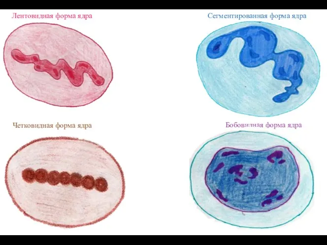 Лентовидная форма ядра Сегментированная форма ядра Четковидная форма ядра Бобовидная форма ядра