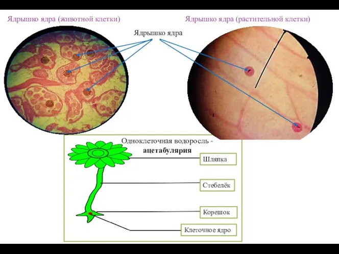 Ядрышко ядра (животной клетки) Ядрышко ядра (растительной клетки) Одноклеточная водоросль -ацетабулярия
